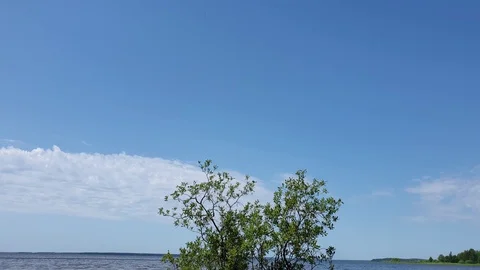 Tree on the shore. Tree in the water. Stock Footage 112238649