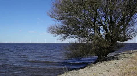 Tree on shore with windmills Stock Footage 22372681