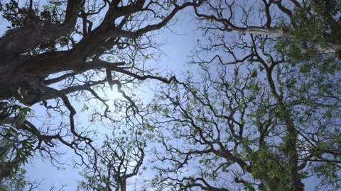 Tree Shot Stock Footage 269740308