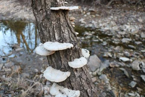 Tree Shrooms Stock Photos