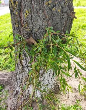 Tree shrub grass sunny spring day branch of the ive Stock Photos
