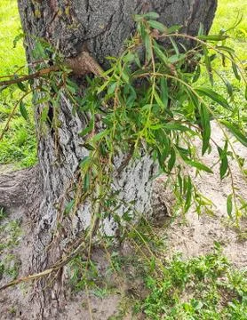 Tree shrub grass sunny spring day branch of the ive Stock Photos
