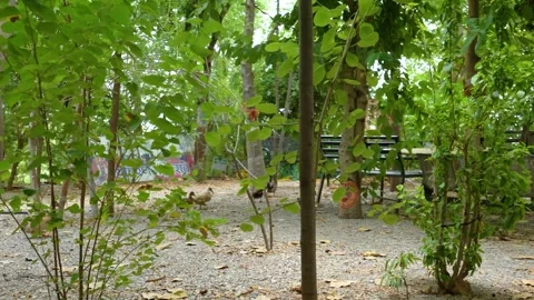 Tree-Side Lounge with Chickens and Decorated Trunks, Piplantri Village, Stock Footage 313238383