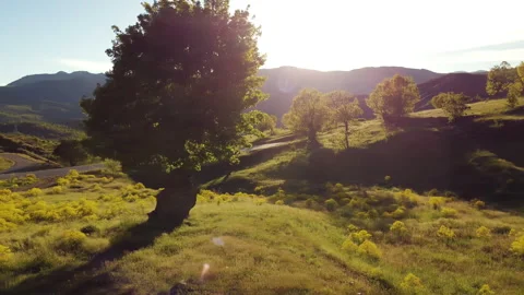A tree on the side of a mountain road and sunset. Spring season. Stock Footage 258303489