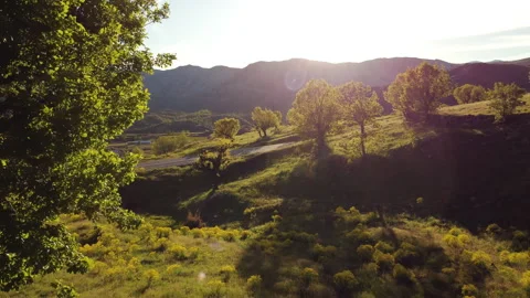 A tree on the side of a mountain road, surrounded by trees, green vegetation Stock Footage 258306587