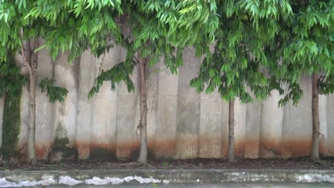 Tree on the side of the road Stock Footage 264096064