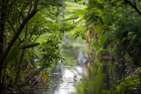 Tree on side of small canal with blur background Foto stock