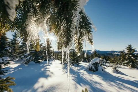 A tree on the side of a snow covered slope Stock Photos