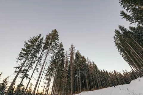 A tree on the side of a snow covered slope Stock Photos