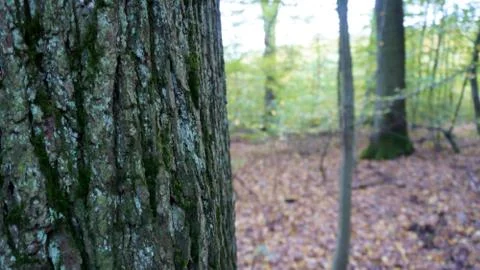 Tree side view in the middle of the deciduous forest Stock Photos