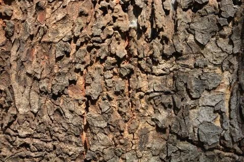 The tree side view of old wood texture in forest Stock Photos