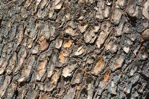 The tree side view of old wood texture in forest Stock Photos