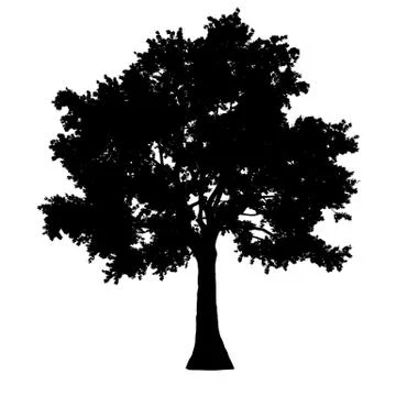 Tree side view silhouette isolated - black - vector Stock Illustration