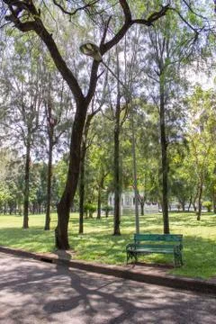 Tree on the side walk Stock Photos