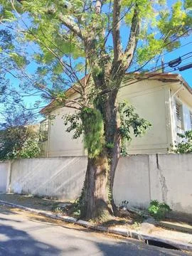 Tree on the sidewalk. Stock Photos