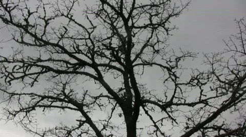 Tree Silhouette 01 Stock Footage 336394