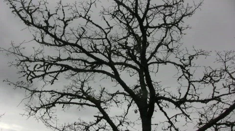 Tree Silhouette 02 Stock Footage 336390