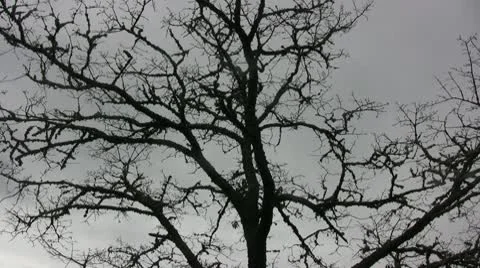 Tree Silhouette 03 Stock Footage 10744667