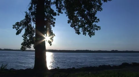 Tree silhouette 3 스톡 동영상 7751867