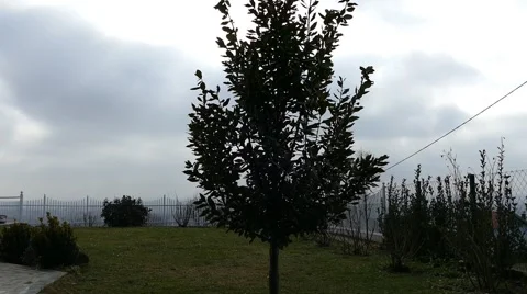 Tree Silhouette against The Cloudy Sky Stock Footage 46964080