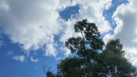 Tree Silhouette Against Sky with Puffy Clouds Stock Footage 346735084