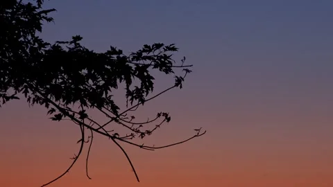 Tree Silhouette Against a Sunset Vídeos de archivo 250046581