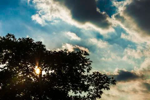 Tree silhouette and clouds Stock Photos