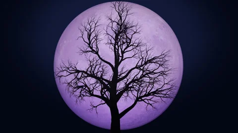Tree Silhouette And Moon Stock Footage 249638967