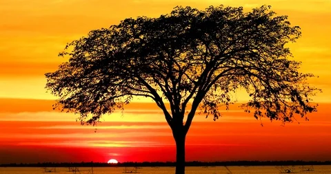 Tree silhouette and sunset,Tree Standing Alone with sunset,Sunset with lake, Stock Footage 117453479