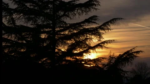 Tree silhouette in backlight with sun setting in background. 库存影片 151601881