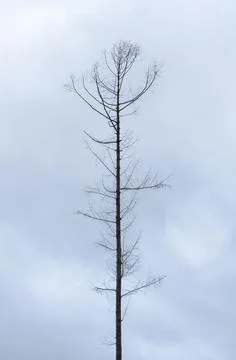 Tree silhouette with bare branches and twigs in a forest Stock Photos