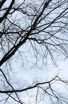 Tree silhouette with bare branches and twigs in a forest Stock Photos