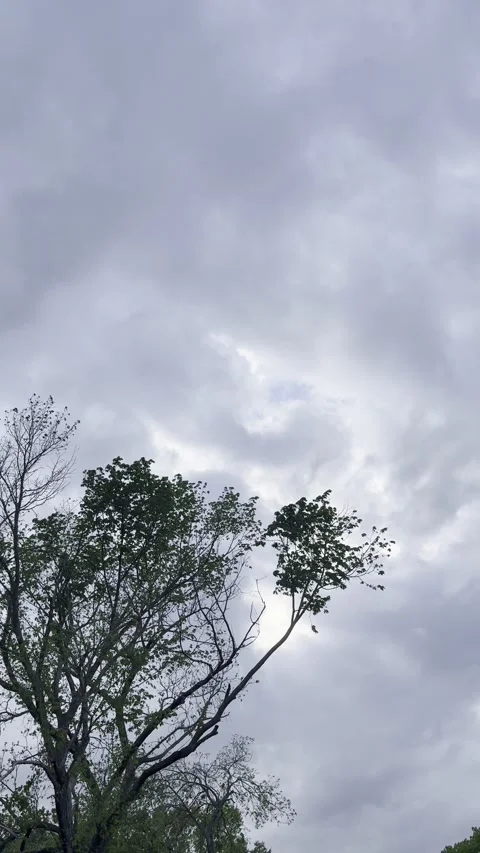 Tree Silhouette Beneath Dramatic Cloud Layers Stock Footage 345514962