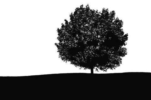Tree silhouette. big tree silhouette. oak tree silhouette. black oak tree i.. Stock Illustration
