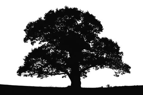 Tree silhouette. big tree silhouette. oak tree silhouette. black oak tree i.. Stock Illustration