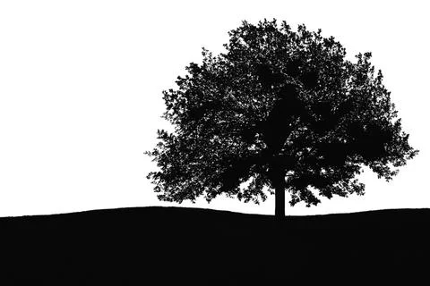 Tree silhouette. big tree silhouette. oak tree silhouette. black oak tree i.. Stock Illustration