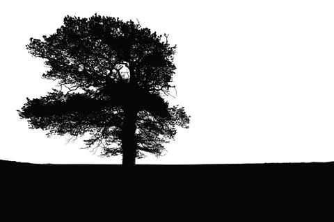 Tree silhouette. big tree silhouette. oak tree silhouette. black oak tree i.. Stock Illustration
