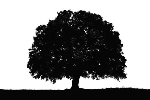 Tree silhouette. big tree silhouette. oak tree silhouette. black oak tree i.. Stock Illustration