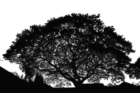 Tree silhouette. big tree silhouette. oak tree silhouette. black oak tree i.. Stock Illustration