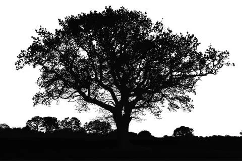 Tree silhouette. big tree silhouette. oak tree silhouette. black oak tree i.. Stock Illustration