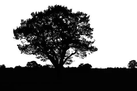 Tree silhouette. big tree silhouette. oak tree silhouette. black oak tree i.. Stock Illustration