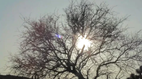 Tree Silhouette with bright sun, crane shot Stock Footage 37036817