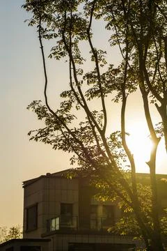 Tree silhouette with building in background during sunset Stock Photos