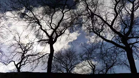 Tree silhouette clouds 002 slow Stock Footage 104639652