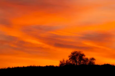 Tree silhouette on a cloudy intense orange sunset Stock Photos