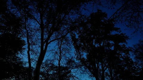 Tree silhouette with dark sky Stock Footage 143538279