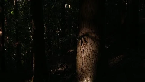 Tree silhouette, dark wood background of shadow of leaves on a brown trunk .. Stock Footage 318949972