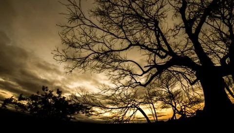 Tree Silhouette at Dawn Stock Photos