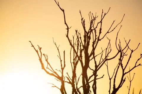 Tree silhouette at dawn Stock Photos