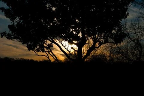Tree Silhouette in DC Stock-Fotos